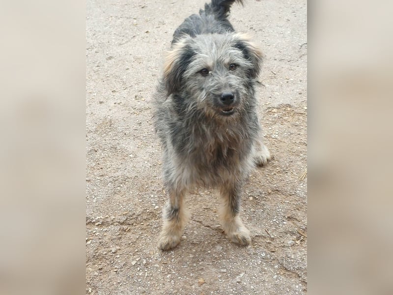 Ivy weiblich Rauhaar Hündin grau Terrier/Schnauzer Mix aus Bosnien