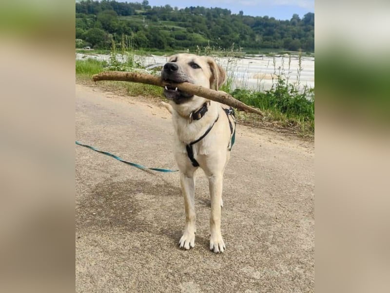 NOTFALL – Stella, Weiblich ca. 12 Monate hat ihre Pflegestelle verloren! Aktuell in 06347 Gerbstedt