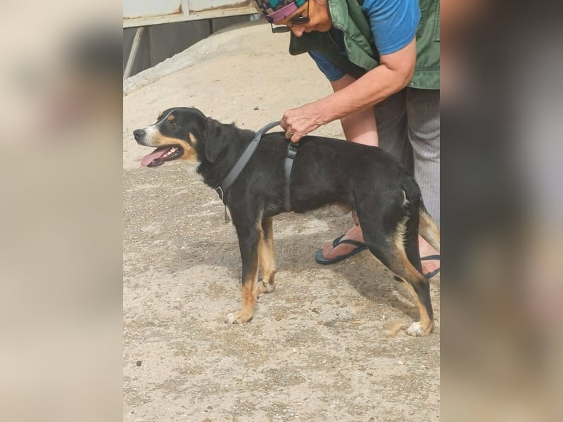 SIMBA , Junghund, Rüde, Schwarz-braun-weiß-Traumhund sucht Für-immer-Zuhause