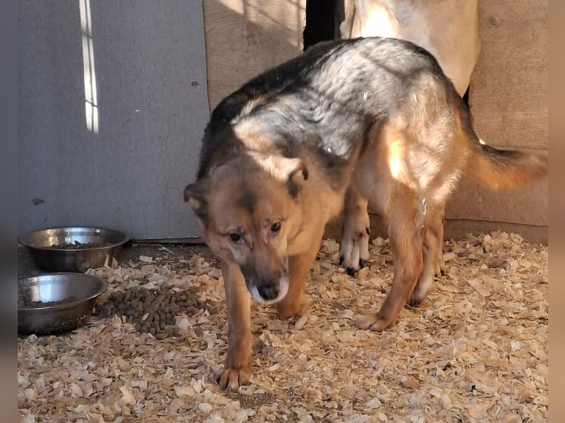 Stella, Hündin Weiblich Mischling Schäferhund-Mix aus Bosnien