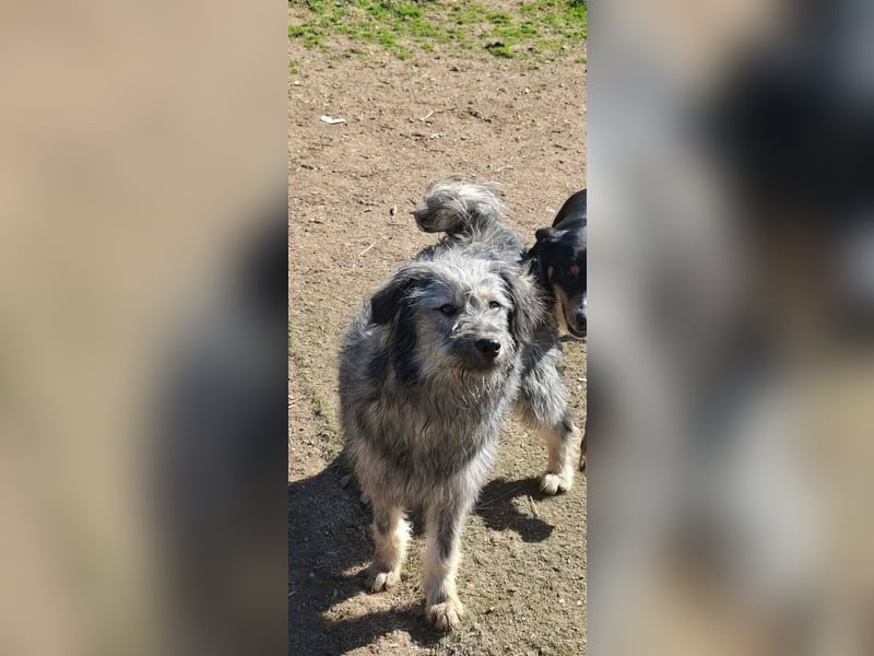 Ivy weiblich Rauhaar Hündin grau Terrier/Schnauzer Mix aus Bosnien