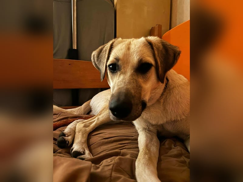 NOTFALL – Stella, Weiblich ca. 12 Monate hat ihre Pflegestelle verloren! Aktuell in 06347 Gerbstedt