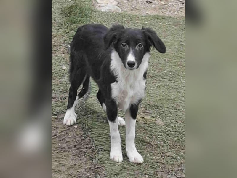 Mischlingshündin Amy 7 Monate aus Bosnien, schwarz/weiß, Hündin Junghund sucht ihr Zuhause