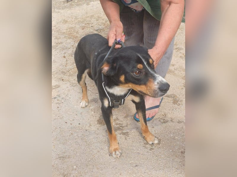 SIMBA , Junghund, Rüde, Schwarz-braun-weiß-Traumhund sucht Für-immer-Zuhause