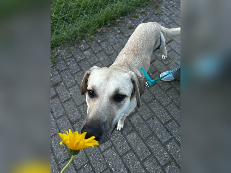 NOTFALL – Stella, Weiblich ca. 12 Monate hat ihre Pflegestelle verloren! Aktuell in 06347 Gerbstedt