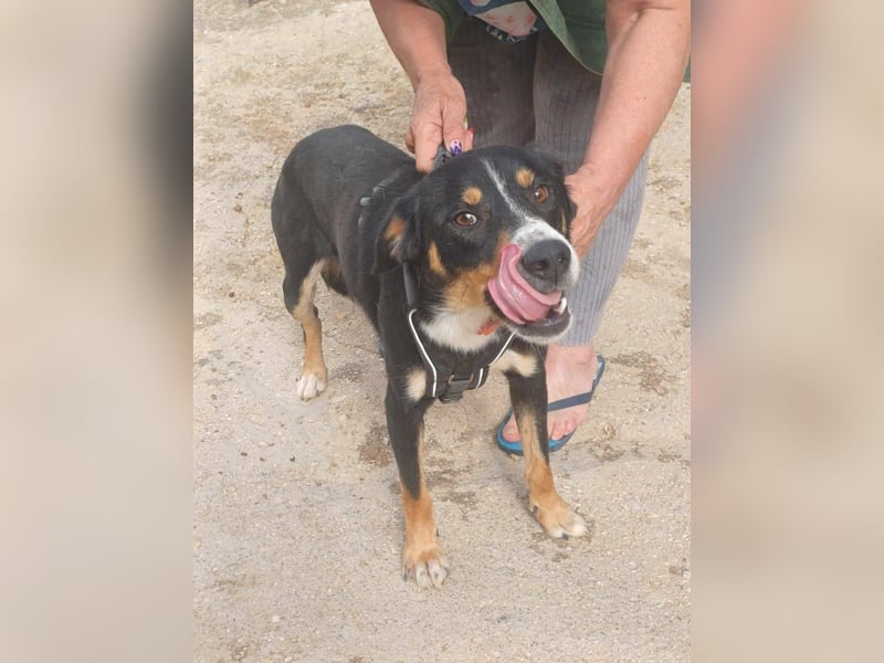 SIMBA , Junghund, Rüde, Schwarz-braun-weiß-Traumhund sucht Für-immer-Zuhause