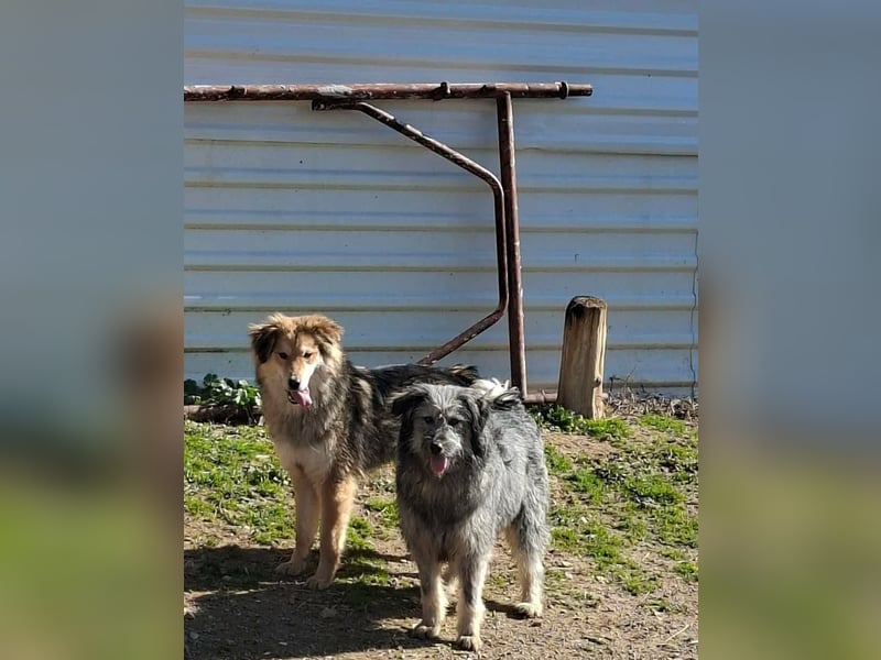 Ivy weiblich Rauhaar Hündin grau Terrier/Schnauzer Mix aus Bosnien