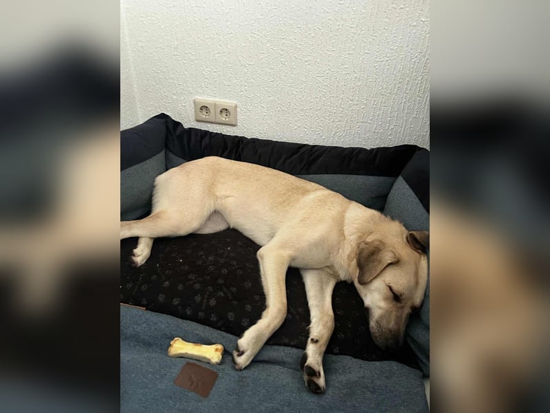 NOTFALL – Stella, Weiblich ca. 12 Monate hat ihre Pflegestelle verloren! Aktuell in 06347 Gerbstedt