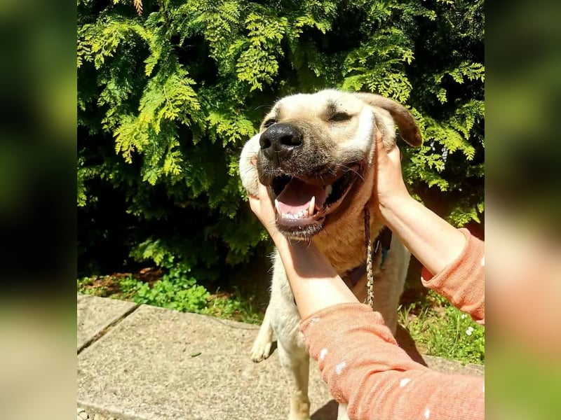 NOTFALL – Stella, Weiblich ca. 12 Monate hat ihre Pflegestelle verloren! Aktuell in 06347 Gerbstedt