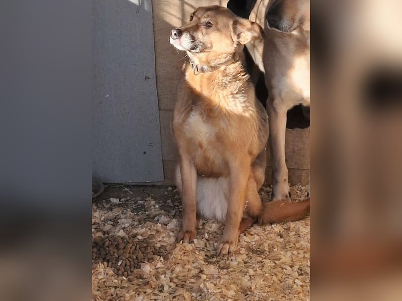 Stella, Hündin Weiblich Mischling Schäferhund-Mix aus Bosnien