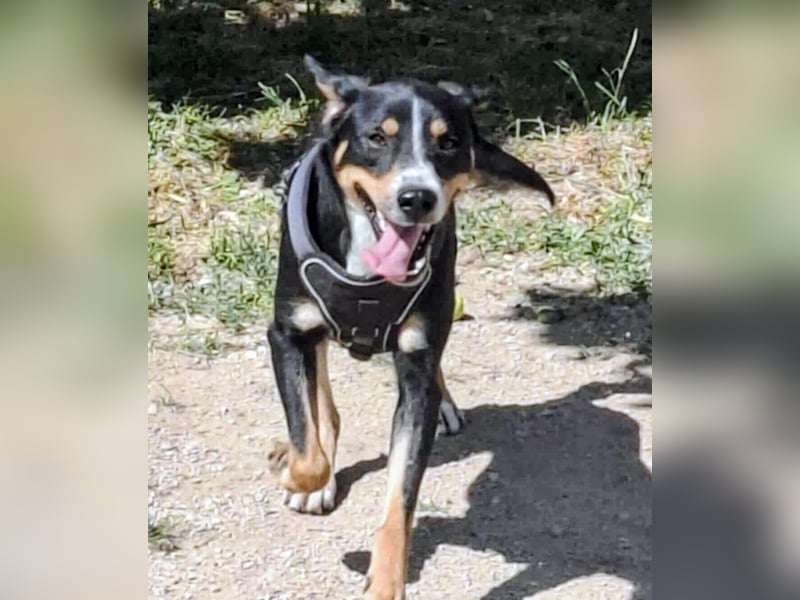 SIMBA , Junghund, Rüde, Schwarz-braun-weiß-Traumhund sucht Für-immer-Zuhause