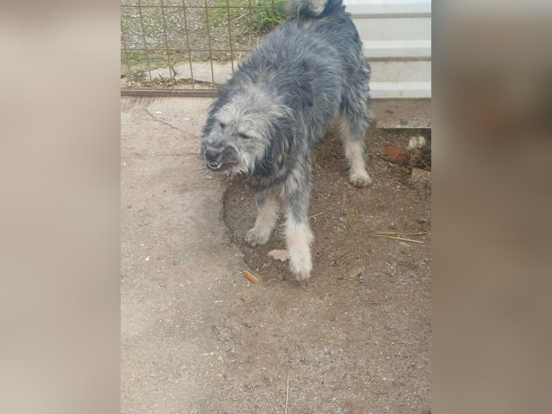 Ivy weiblich Rauhaar Hündin grau Terrier/Schnauzer Mix aus Bosnien