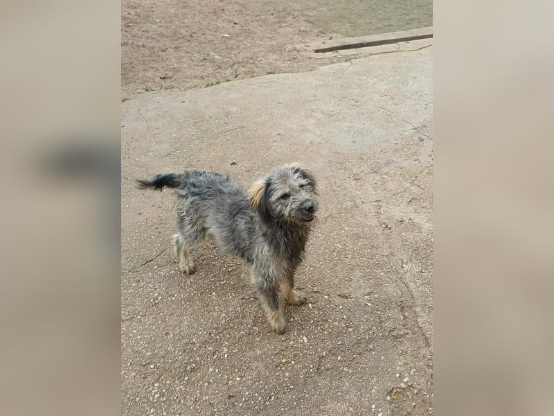 Ivy weiblich Rauhaar Hündin grau Terrier/Schnauzer Mix aus Bosnien