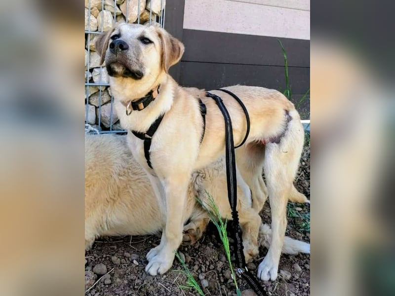 NOTFALL – Stella, Weiblich ca. 12 Monate hat ihre Pflegestelle verloren! Aktuell in 06347 Gerbstedt