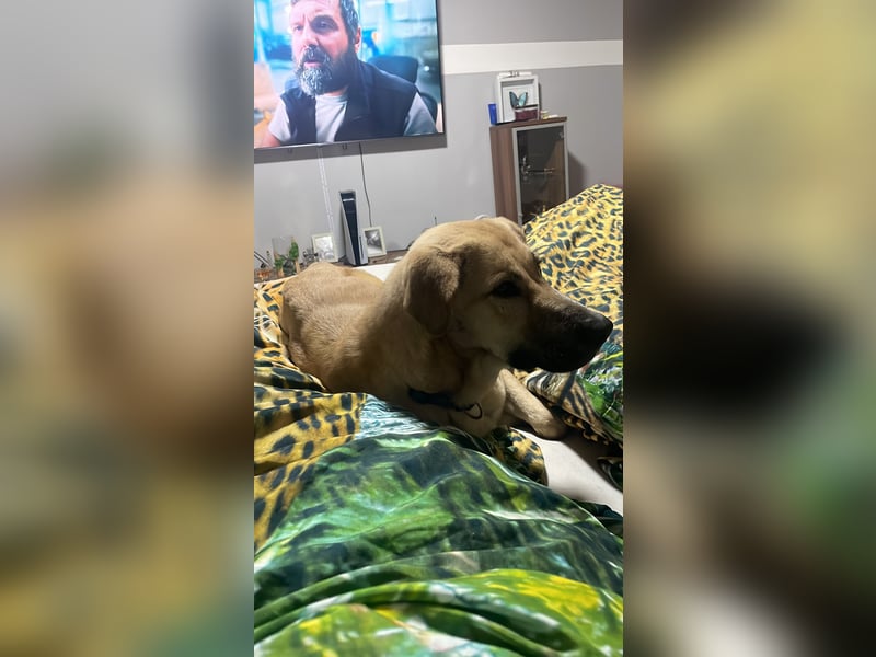 Demir sucht sein Zuhause