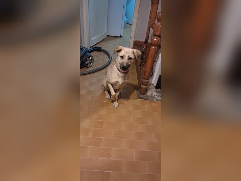 Demir sucht sein Zuhause