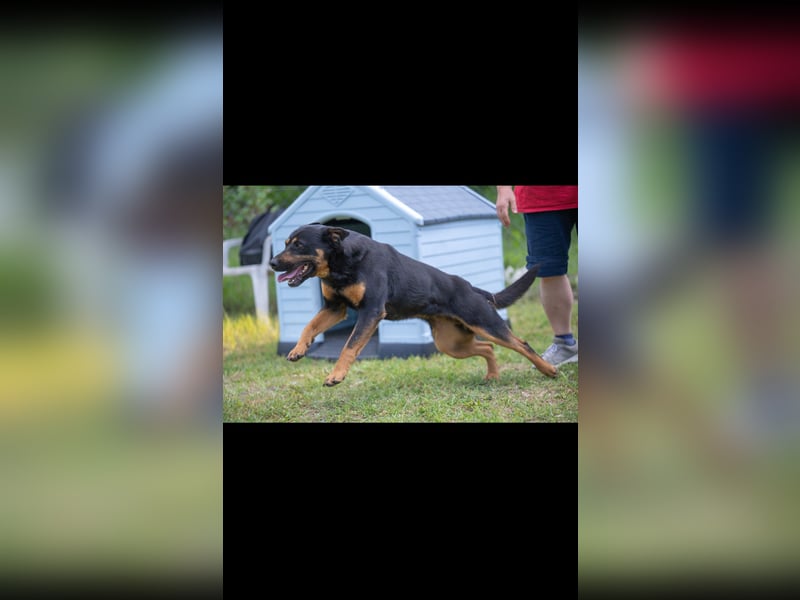 Daisy mit dem Riesen Herz