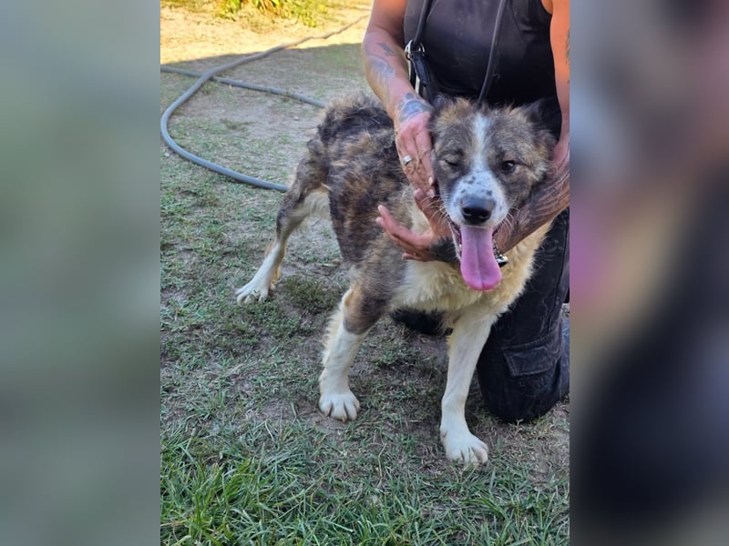 Jenna geschundene Seele  sucht ein Zuhause