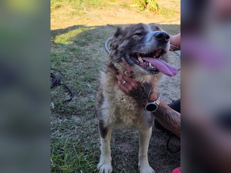 Jenna geschundene Seele  sucht ein Zuhause