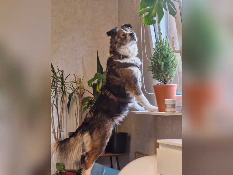 Jenna geschundene Seele  sucht ein Zuhause