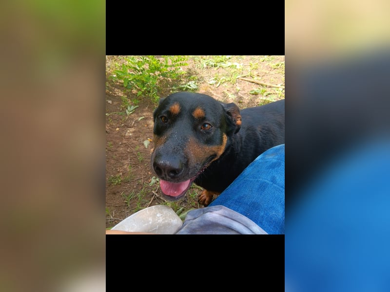 Daisy mit dem Riesen Herz