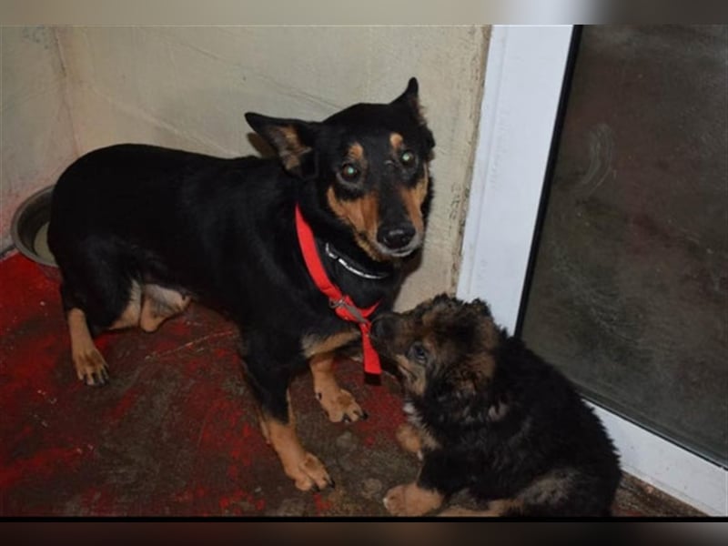 Niki - Patenschaft gesucht