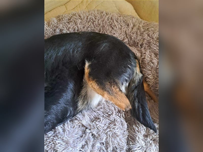 Niki - Patenschaft gesucht