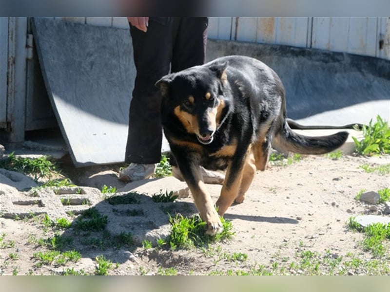 Niki - Patenschaft gesucht