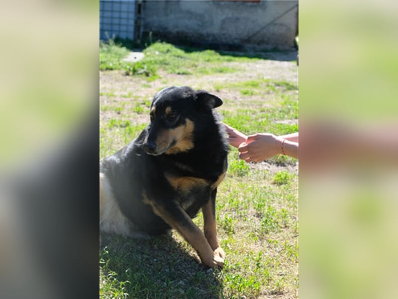 Niki - Patenschaft gesucht