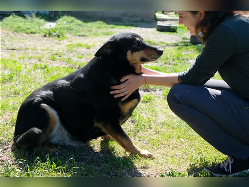 Niki - Patenschaft gesucht