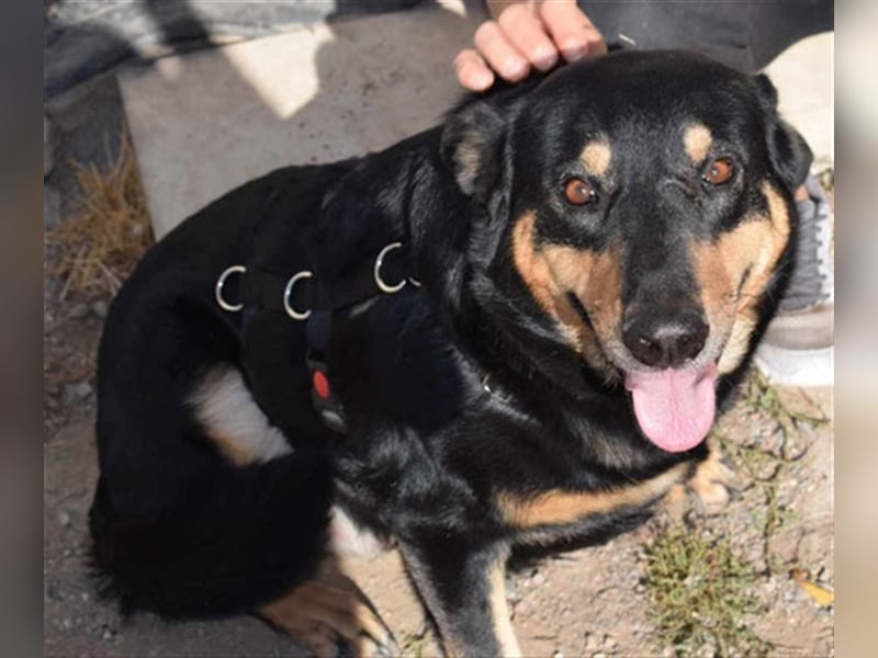 Niki - Patenschaft gesucht