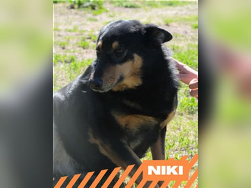 Niki - Patenschaft gesucht