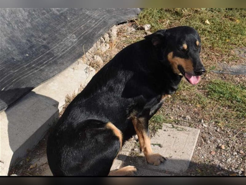 Niki - Patenschaft gesucht