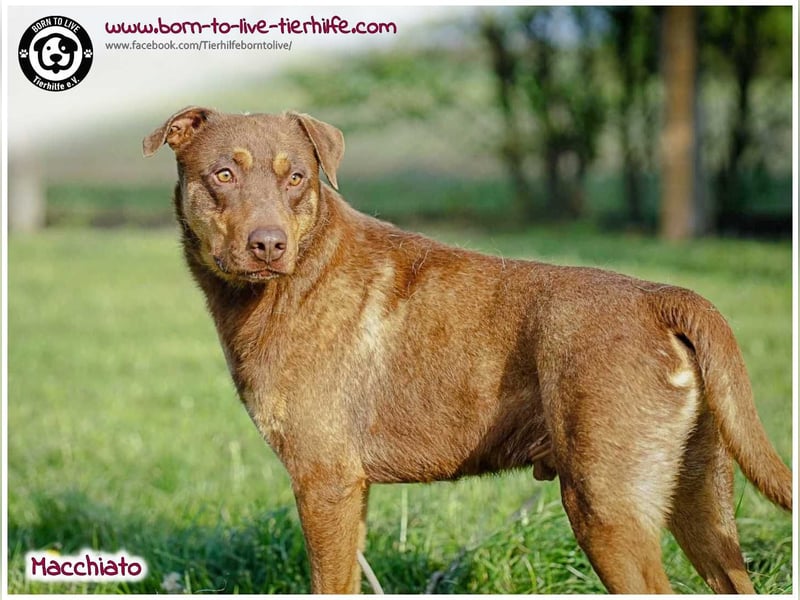 Hübscher Macchiato sucht ein Zuhause für immer