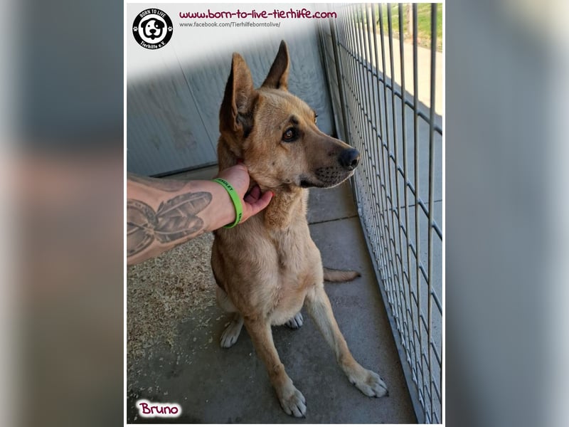 Traumhund Bruno auf der Suche nach einem Zuhause