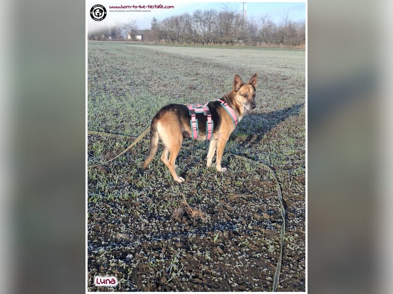 Bildhübsche Luna sucht ein Zuhause für immer