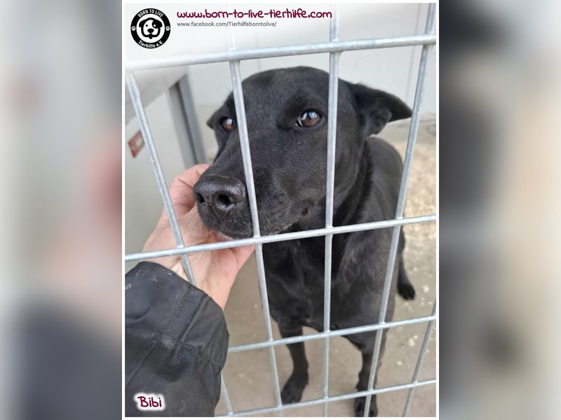 Hübsche Bibi sucht ein Zuhause für immer