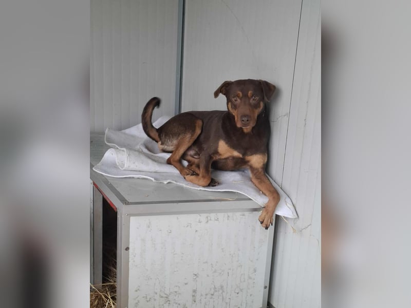 Hübscher Macchiato sucht ein Zuhause für immer