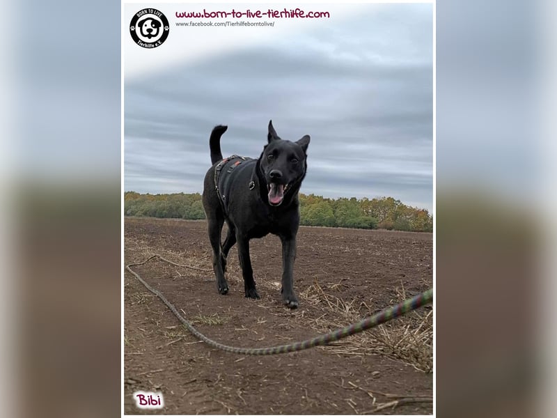 Hübsche Bibi sucht ein Zuhause für immer