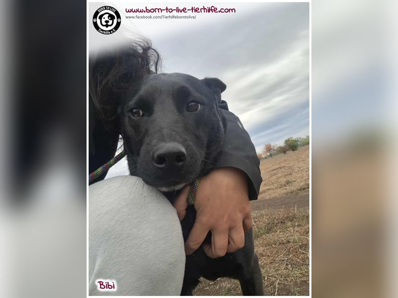 Hübsche Bibi sucht ein Zuhause für immer