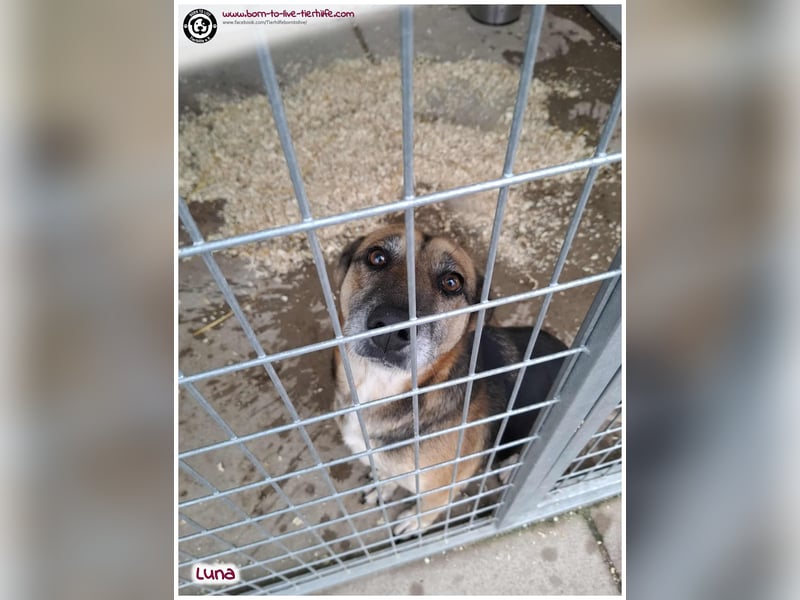 Bildhübsche Luna sucht ein Zuhause für immer