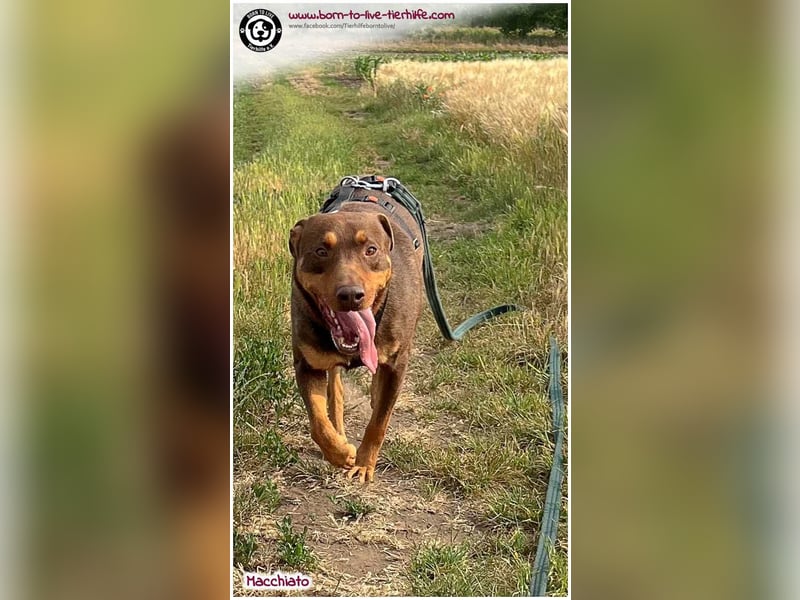 Hübscher Macchiato sucht ein Zuhause für immer