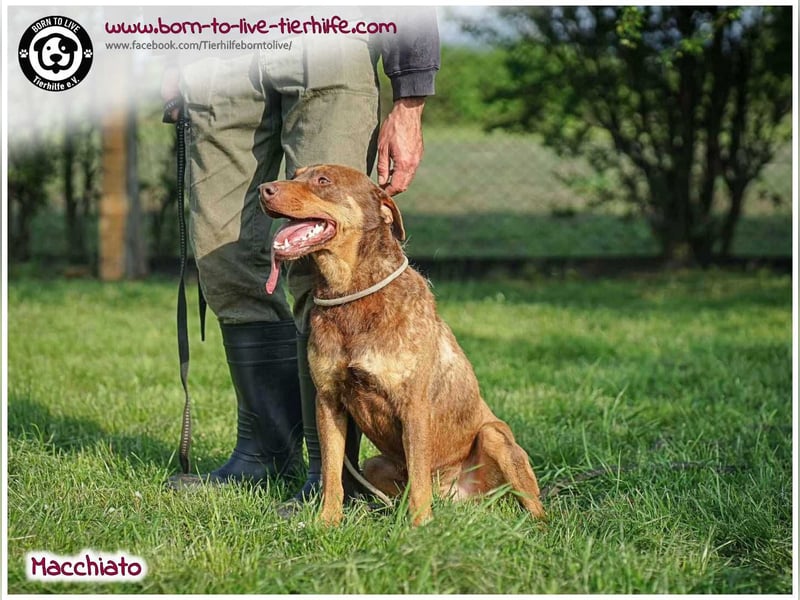 Hübscher Macchiato sucht ein Zuhause für immer