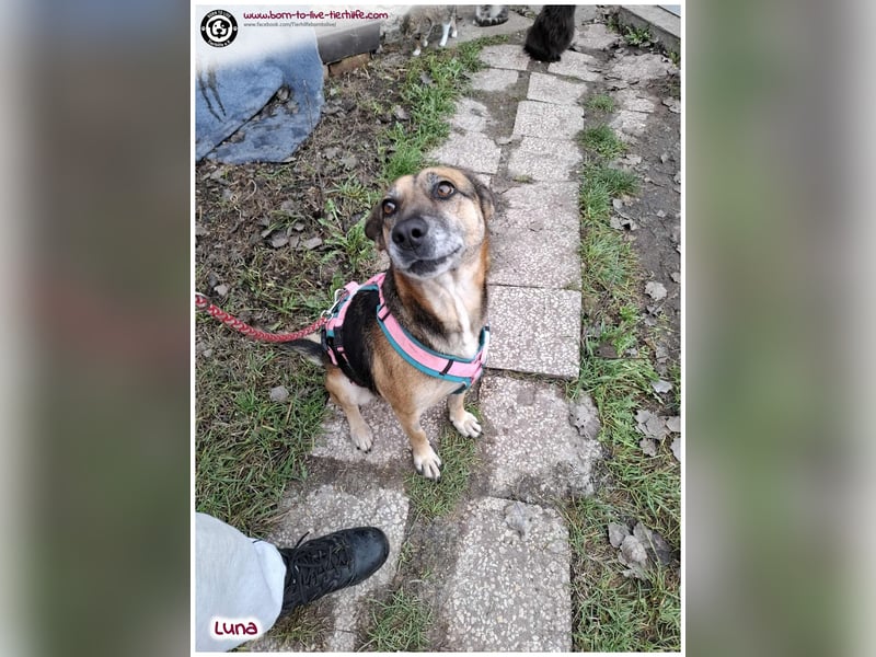 Bildhübsche Luna sucht ein Zuhause für immer