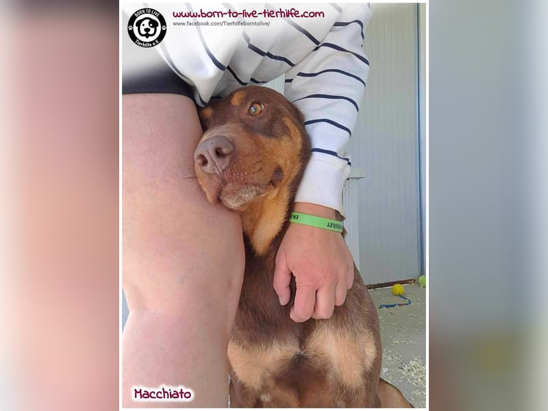 Hübscher Macchiato sucht ein Zuhause für immer
