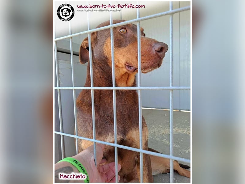 Hübscher Macchiato sucht ein Zuhause für immer