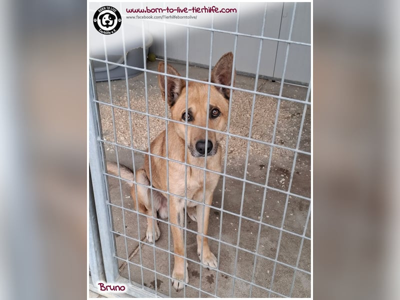 Traumhund Bruno auf der Suche nach einem Zuhause