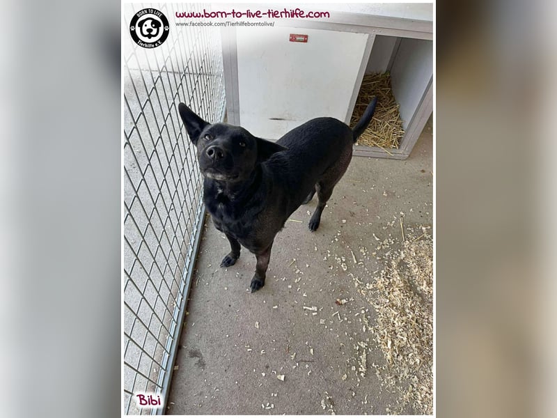 Hübsche Bibi sucht ein Zuhause für immer