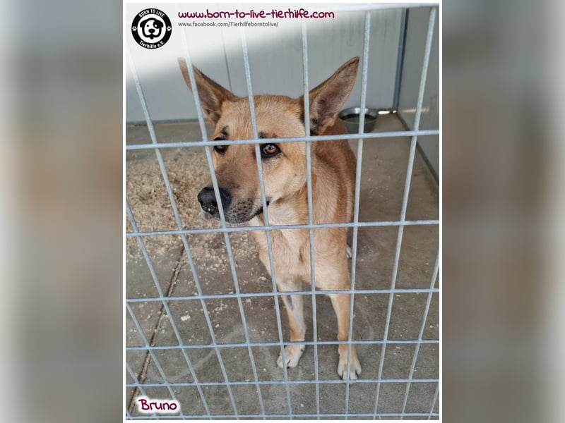 Traumhund Bruno auf der Suche nach einem Zuhause