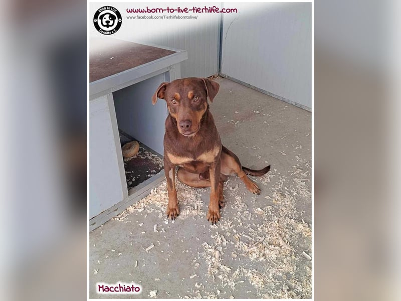 Hübscher Macchiato sucht ein Zuhause für immer